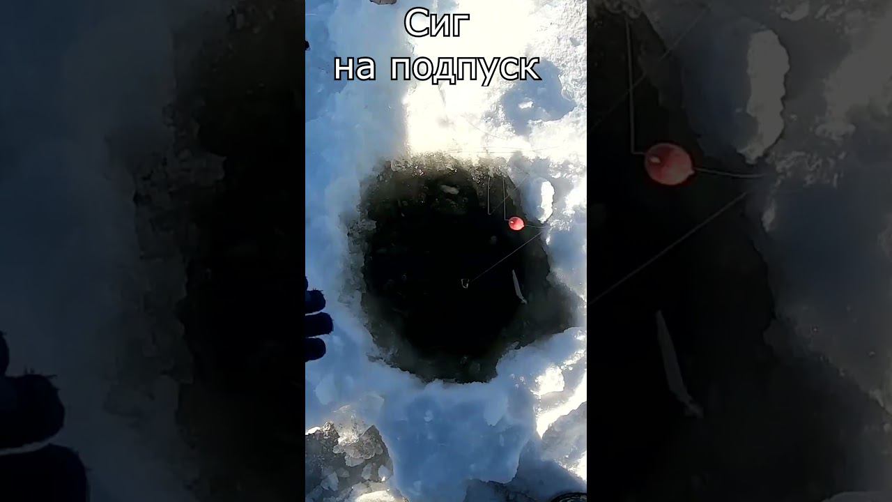 сиг подпуск #рыбалка #яспиннингист #первыйлед смотреть онлайн