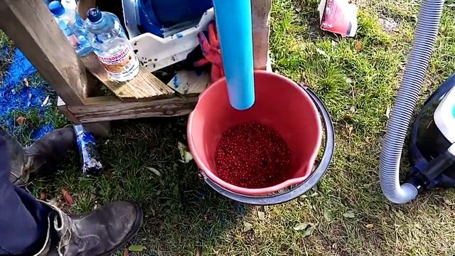 Чистка ягод смотреть онлайн