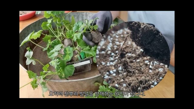 제라늄 무름병 줄이는 삽목묘 이식과 관리법 주의사항 - 홈가드닝 아파트정원 Pelargonium HomeGardening смотреть онлайн