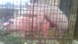 Скрещивание свиней Украинский Белый и Ландрас