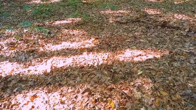 Сезон Перших Грибів починається /ГРИБИ/БІЛІ ГРИБИ/ вже скоро,яка це все таки КРАСА....ГРИБ смотреть онлайн
