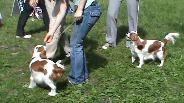 сравнение на ЛЮ суку смотреть онлайн