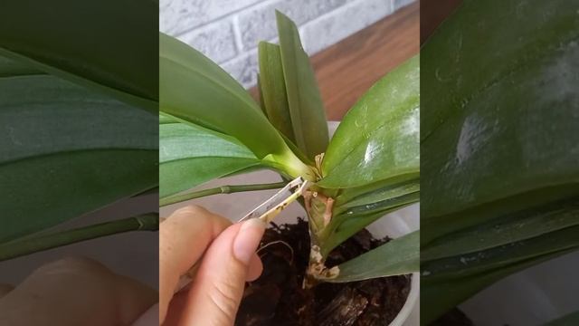 Орхидея Сапфир смотреть онлайн