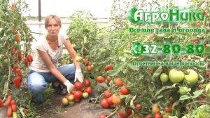 Томат Большая мамочка