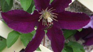 Clématite Clematis 'The Vagabond' Du violet du vrai quel bel attrait.