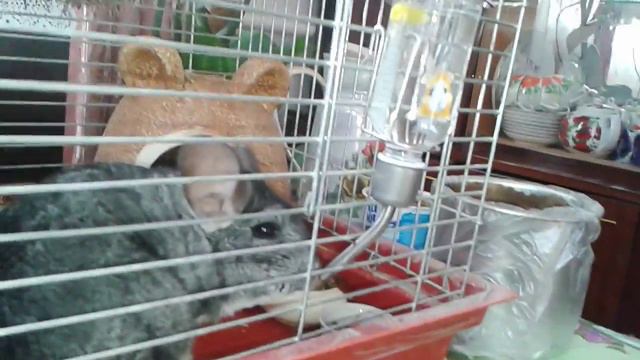 Шиншилла пьёт воду смотреть онлайн