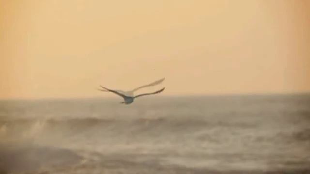 Видео на стихотворение Ларисы Смыковой "Огненные птицы..." смотреть онлайн