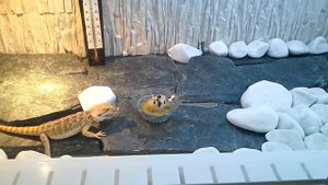 БОРОДАТАЯ АГАМА ЕСТ ПЕРЕПЕЛИНОЕ ЯЙЦО | KEKC CHANNEL