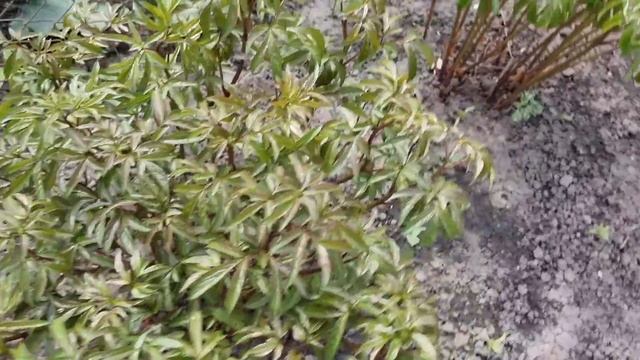 Они стали фиолетовыми!!! Мой сад, цветы и огород на даче в апреле, Рассада смотреть онлайн