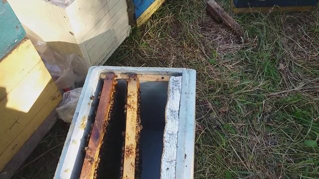 акация 2020 под начало взятка делаем (семьи  медовики ) смотреть онлайн