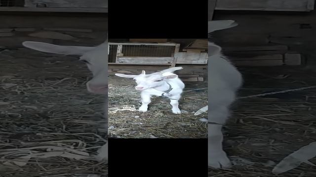 VID_20240802_071455.mp4