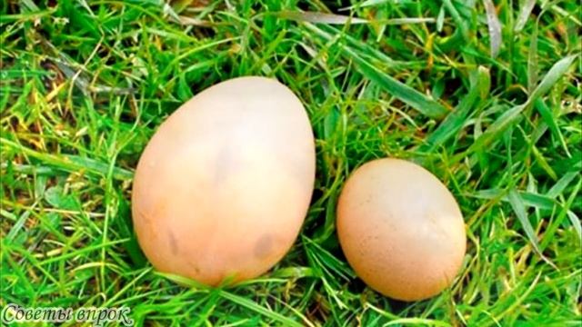 ➤ Что делать, если куры перестали нестись ➤ Куры несушки ➤ Почему перестали нестись куры!