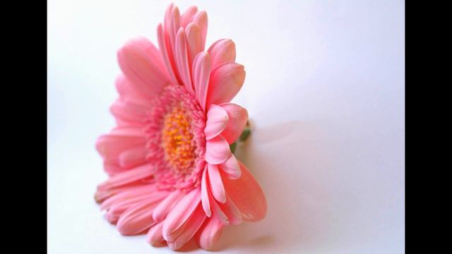 Gerbera Shooting смотреть онлайн
