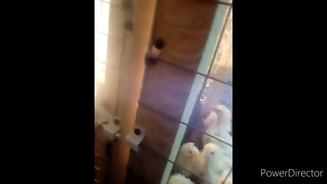 Содержание бройлеров в клетках// Обустройство помещения для бройлеров