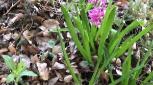 Jacinthe 'Hyacinthus orientalis Jan Bos' Jolis épis fleuris