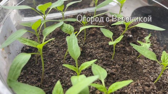 ЖАЛЕЮ, что РАНЬШЕ ТАК НЕ САЖАЛА! Рассаду просто не узнать, МОЩНЕЕТ на глазах! смотреть онлайн