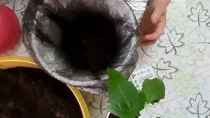 КЛЕЩЕВИНА РАССАДА ВЫРАЩИВАНИЕ#цветы #клещевина #экзотика_цветов #семена #партнер #беккер #партнер