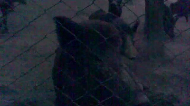 Хрюндели, ферма диких свиней на Закарпатье смотреть онлайн