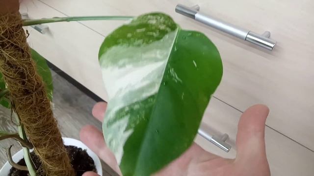 Комнатные Растения. Мои Монстеры.( Аройдные) Уход и Содержание.