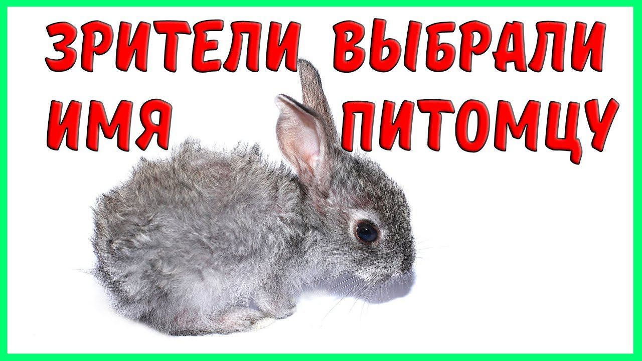 ЗРИТЕЛИ ВЫБРАЛИ ИМЯ ПИТОМЦУ