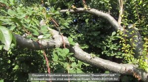 нормальная ножовка для дачи
