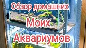 Обзор домашних моих аквариумов с креветками и рыбками