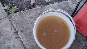 Обработка Роз перед укрытием на зиму.