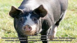 Миргородские свиньи – нежное сало эталонного качества