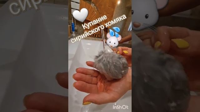 как сирийские хомяки переносят жару смотреть онлайн