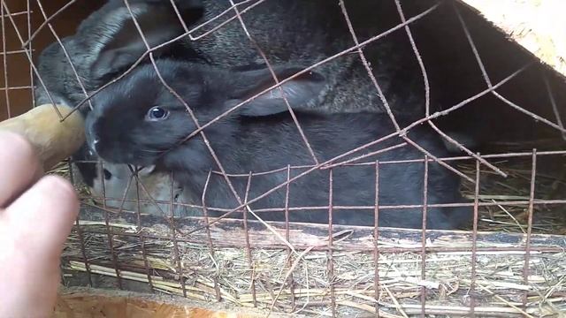 Кролики и жёлтая морковь смотреть онлайн