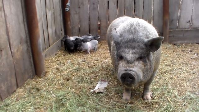 Какой вес должны набрать поросята к месячному возрасту.Вес в 21 день. смотреть онлайн