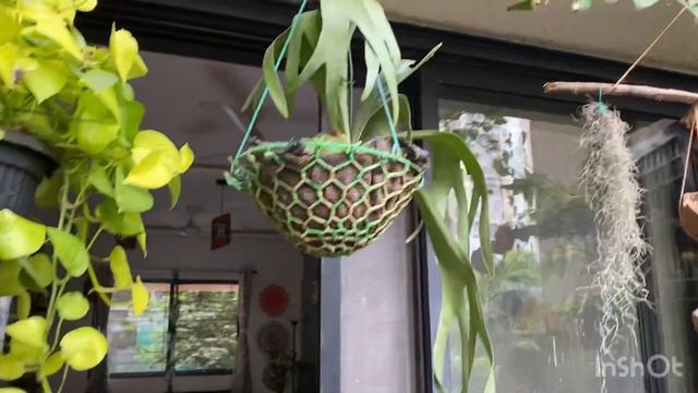 Tips to Lush Green Indoor PlantsTips to Bushy Plantshow to make indoor plants bushy