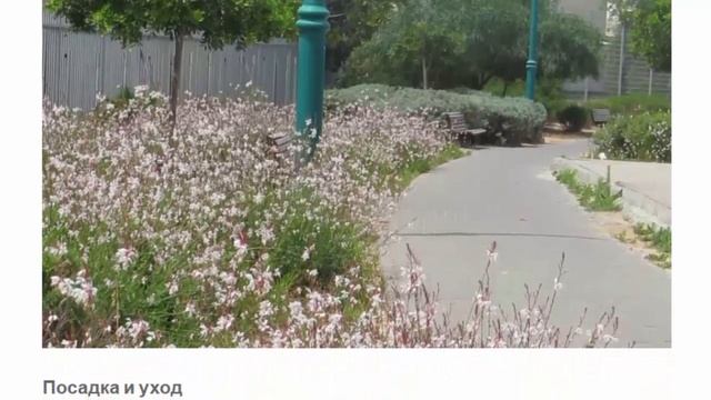 Гаура Линдхеймера Красивые растения для дома и сада смотреть онлайн