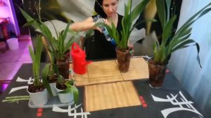 Первый полив уцененных орхидей Камбрий!!!