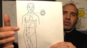 Меридианы Контролирующие Орган Печень.