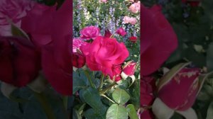Венроза Высоцкого.♥️😍🌹🏡