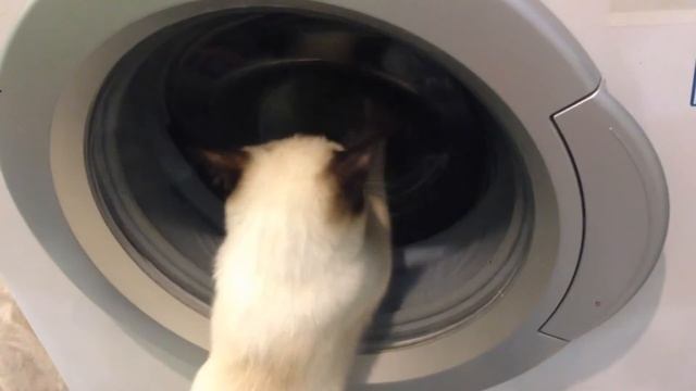 Кошка, стиралка
