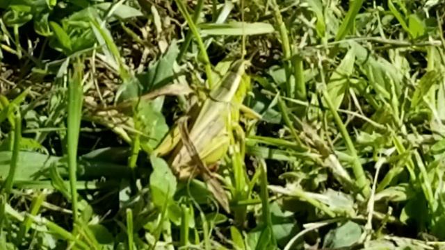 Страусиная Ферма в Канаде смотреть онлайн