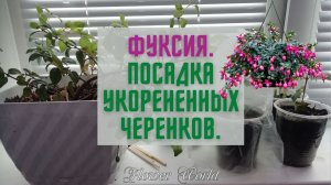 ФУКСИЯ. Посадка укорененных черенков.?