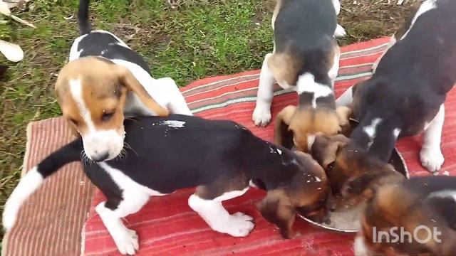 ЩЕНКИ ЭСТОНСКОЙ ГОНЧЕЙ ДЛЯ ПРОДАЖИ смотреть онлайн