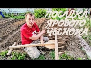 Посадка ярового чеснока.