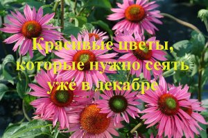 Красивые цветы, которые нужно сеять уже в декабре