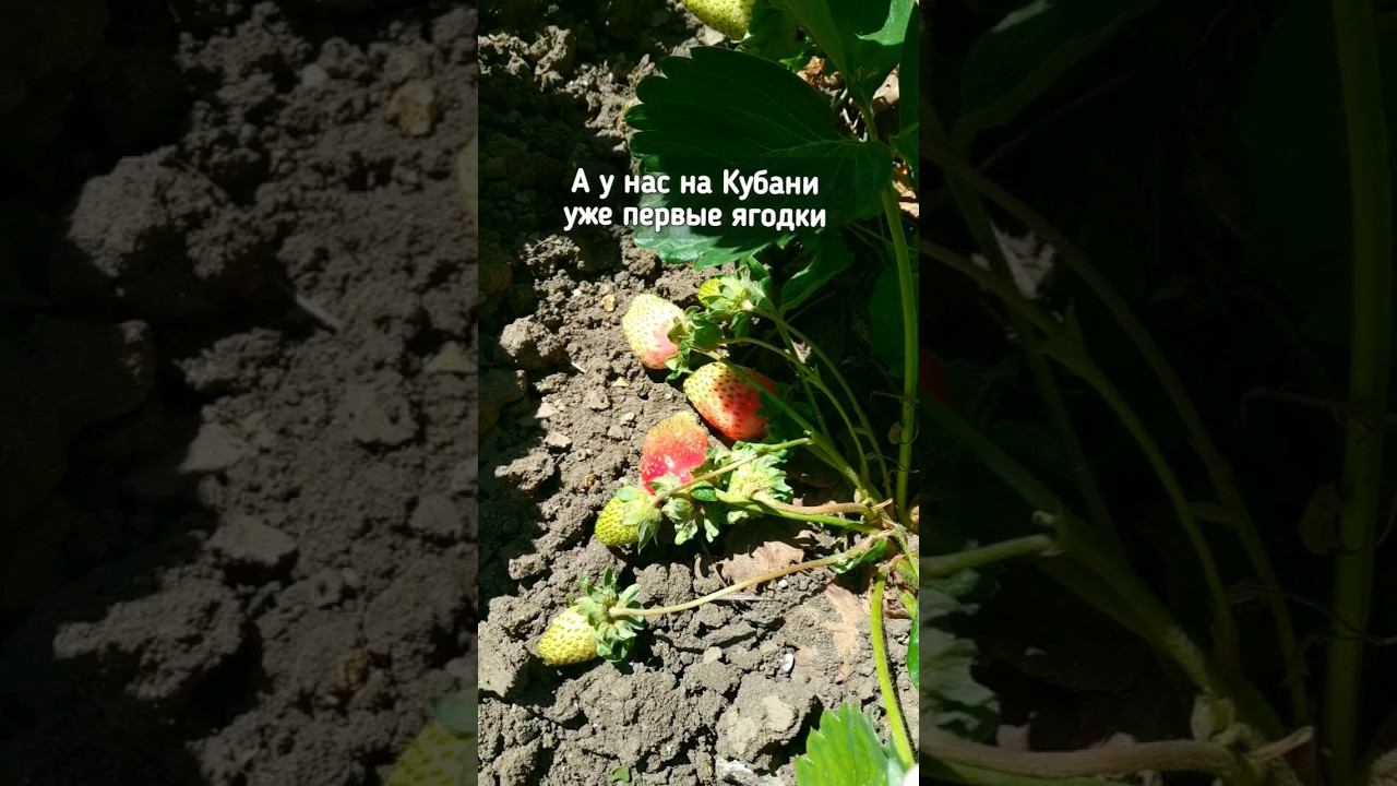 Вот такие дела на юге уже своя клубничка #переезднаюг #жизньнаюге