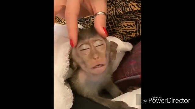 Смешные видео про животных и детей. Приколы собаками и кошками.