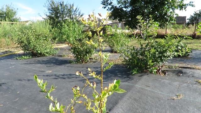 Как Успешно Выращивать Голубику!? О Поливе и Подкормке! смотреть онлайн