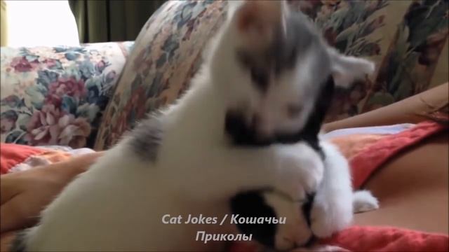 Смешные Кошки 2016! (#19) Веселая Видео Подборка! Смешные Животные 2016/ смотреть онлайн