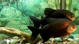 Пираньи Паку, Пиранья Красный Паку, Piaractus brachypomus, Красный Паку, Аквариум 320литров