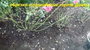 ОБРЕЗКА и Пригибание мускусных роз Bouquet Parfait и Dinky.ПРАКТИЧЕСКИЙ МЕТОД !!!