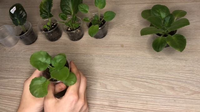 Когда пересаживать детку фиалки смотреть онлайн