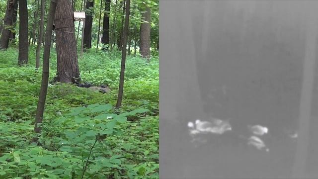 FORTUNA.ARMY - тепловизор для охоты ,монокуляр тепловозор, охота с тепловизором pulsar